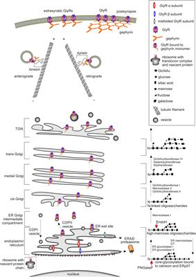 Impaired Glycine Receptor Trafficking in Neurological Diseases